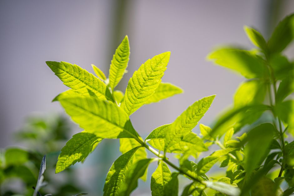 What Consistency Looks Like With Daylight, Time Outdoors And The Body Clock, Explained Simply